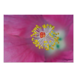 Foto Close-up do estame da flor de Hibisco, Hibiscus