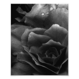Foto Close-up em preto e branco de uma Begônia dupla