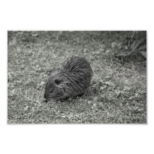 Foto Close-up of baby nutria (Myocastor coypus) on fiel (Frente)