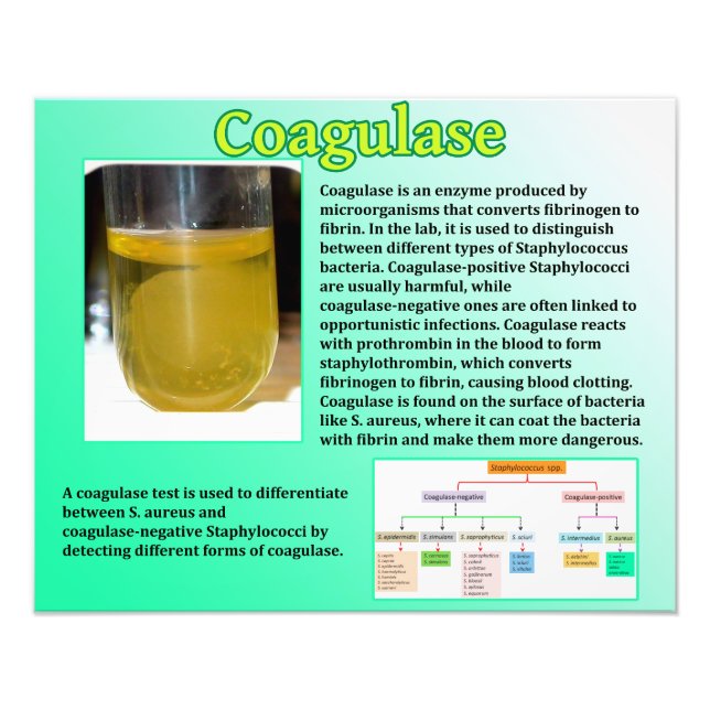 Foto Coagulase (Frente)