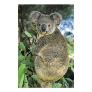 Foto Coala, Phascolarctos cinereus), em perigo,