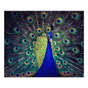 Foto Cobalto Blue Peacock