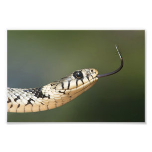 Foto Cobra-de-água