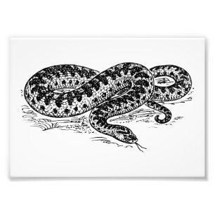 Foto Cobra do adicionador
