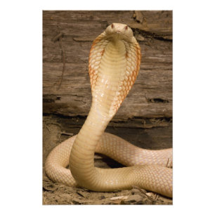 Foto Cobra Monóculo Albino, Naja kaouthia, enrolada