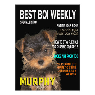 Foto Cobrir da revista Yorkshire Terrier Parody
