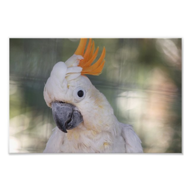 Foto Cockatoo Penteado Amarelo - Impressão (Frente)