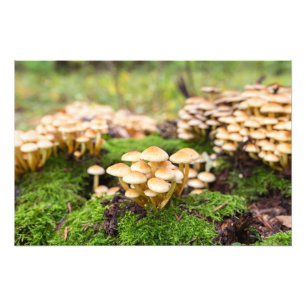 Foto Cogumelos amarelos na floresta do outono.