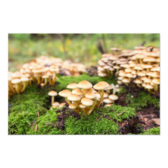 Foto Cogumelos amarelos na floresta do outono. (Frente)