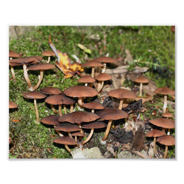 Foto Cogumelos Castanhos Moss 10x8 Natureza (Frente)