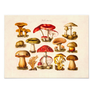 Foto Cogumelos do vermelho da variedade do cogumelo dos