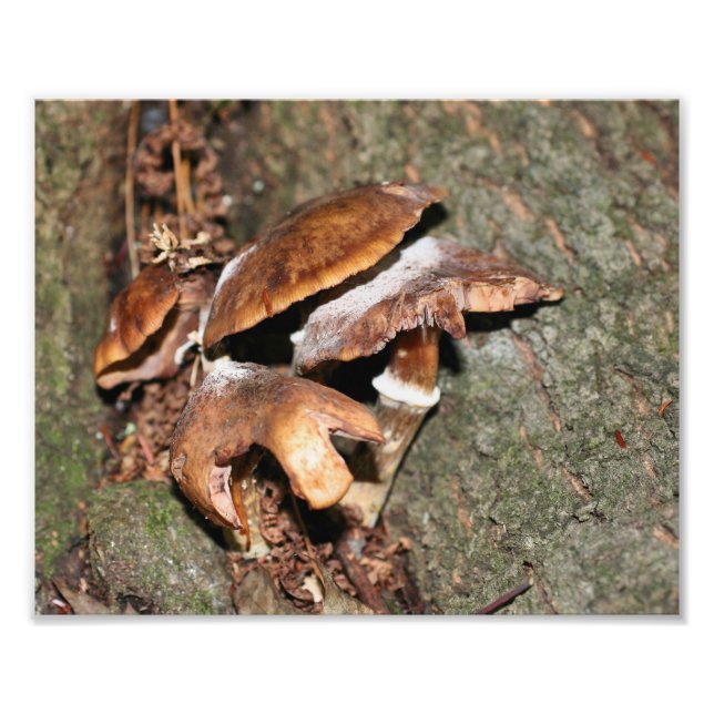 Foto Cogumelos Marrons Selvagens 10x8 Natureza (Frente)