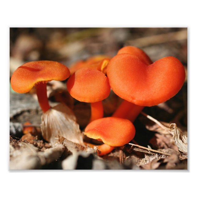 Foto Cogumelos selvagens laranja 10x8 Natureza (Frente)