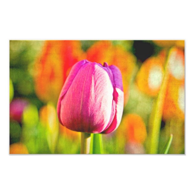 Foto Colagem de Tulipas (Frente)