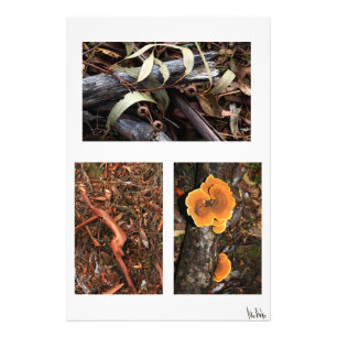 Foto coleção de chão-de-floresta 1