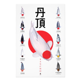 Foto Coleção de Poster Tancho Koi – 10 Variedades