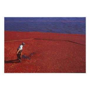 Foto Colheita de Cranberry, Middleboro, MA, EUA