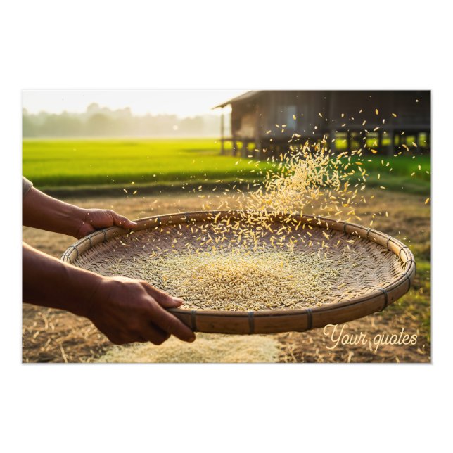 Foto Colheita de Grãos, Campo de Arroz (Frente)