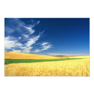 Foto Colheita de trigo no Palouse no leste