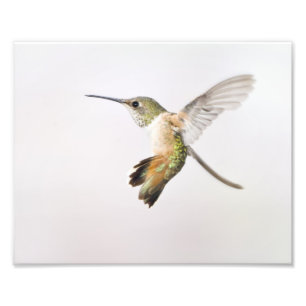 Foto Colibri