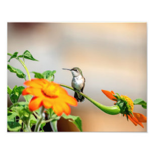 Foto colibri 14x11 em uma planta de florescência