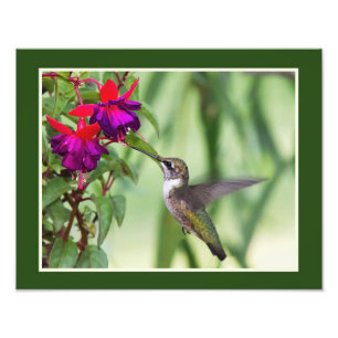 Foto Colibri e fúcsia