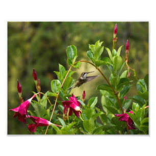 Foto Colibri e Mandevilla