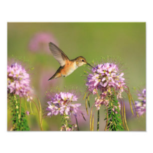 Foto Colibri e Wildflowers