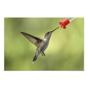 Foto Colibri no alimentador