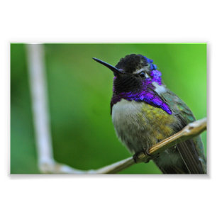 Foto Colibri roxo