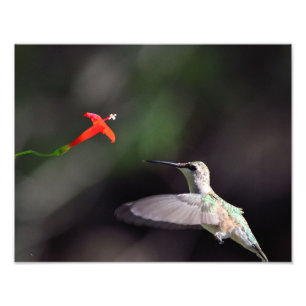 Foto colibri Rubi-throated e montanhista cardinal