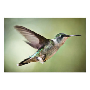Foto Colibri throated do rubi em vôo: Impressão da fo