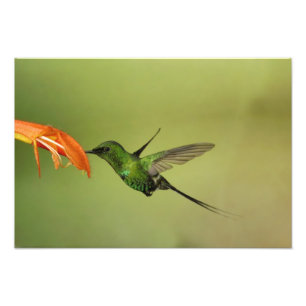 Foto Colibri verde de Thorntail, Cordilheira