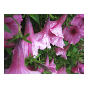 Foto Colírio em Flores Rosa