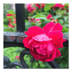 Foto Colírio Rosa Rosa Rosa Rosa Rosa Rosa Rosa Rosa Ra