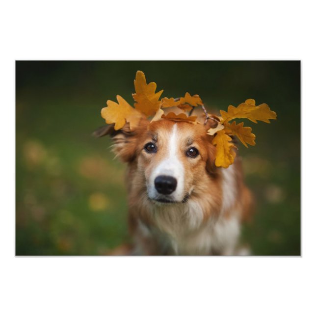 Foto Collie Red Border com uma Garland de Folhas do out (Frente)