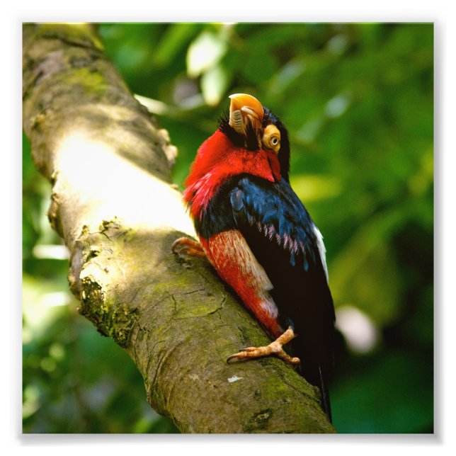 Foto Colorful Bird RainForest (Frente)