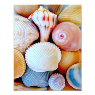 Foto colorida da coleção do Seashell