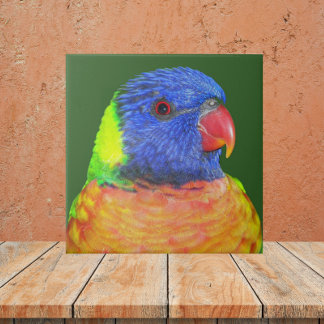 Foto Colorida do Arco-Íris Lorikeet