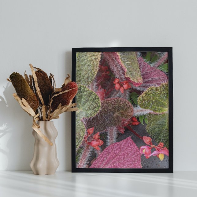 Foto Colorida Hairy Begonia Floral (In Situ Framed)