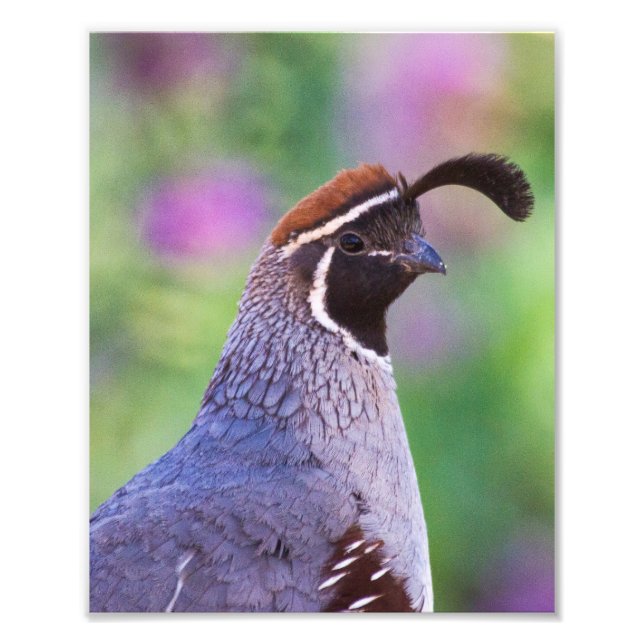 Foto Colorida Quail (Frente)