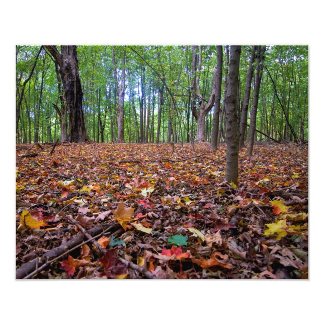 Foto Colunas do outono da Floresta (Frente)