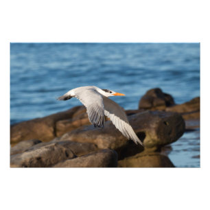 Foto Como a andorinha-do-mar voa