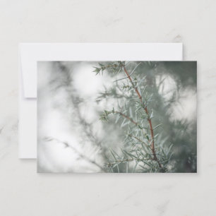 Foto comum de natureza de Juniper