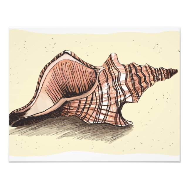 Foto Conch Shell (Frente)