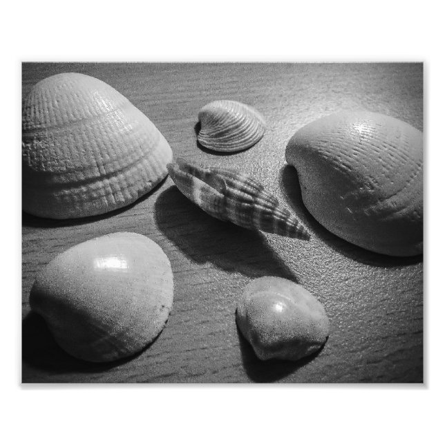 Foto Conchas (Frente)