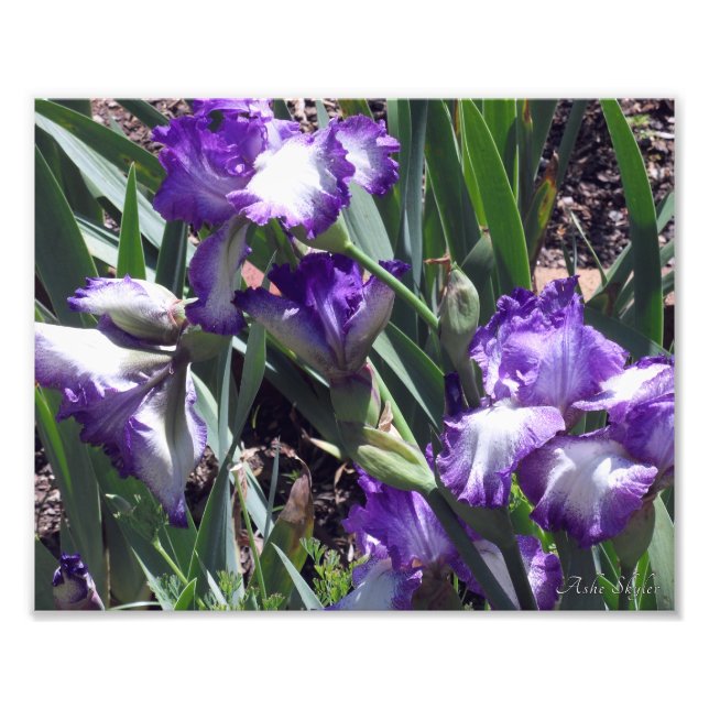 Foto Conde de Essex Irises (Frente)
