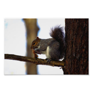 Foto cone de mina de pinecone