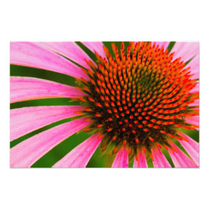 Foto Coneflower