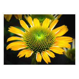 Foto Coneflower Amarelo Sunburst